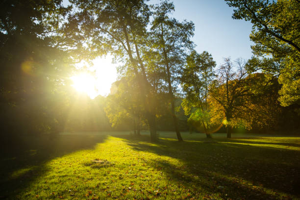 istock autumn sunset in a park 1096254972