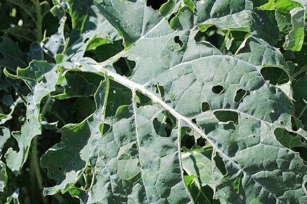 cabbage moth damage seen on broccoli leaves - inchworm imagens e fotografias de stock