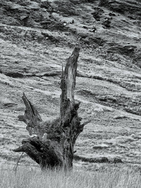 istock monochrome image of an old broken dead tree trunk infant of rugged rough pennine hillside landscape with rocks and paths in west yorkshire 1096258202