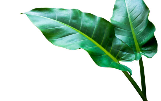 istock Green leaf pattern on the surface , the tropical forest plant, isolated on white background. File contains with clipping path. 1096261318