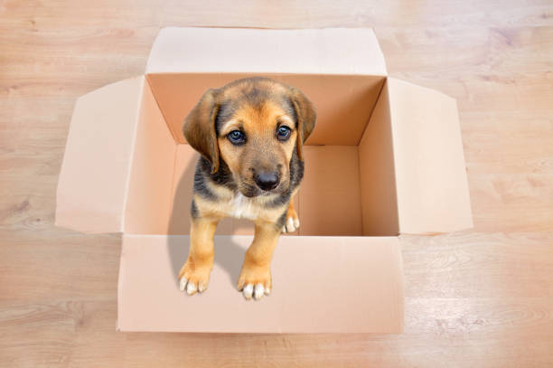 istock Looking for the perfect home 1096263406
