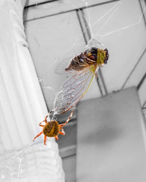 Large brown and green cicada caught in web while spider begins spinning web around wing