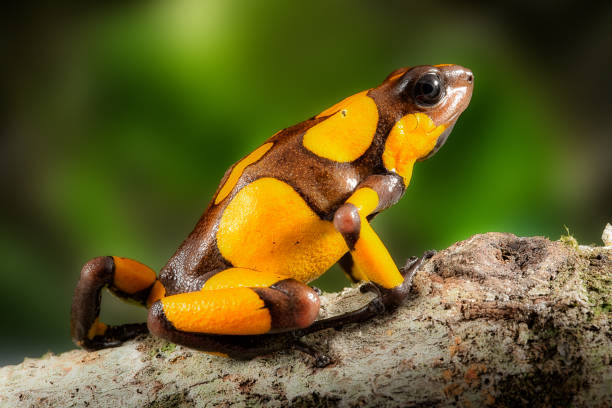 istock Poison dart frog Oophaga histrionica 1096277384