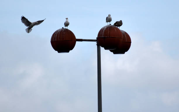 istock Seagulls on a Street Lamp 1096279956