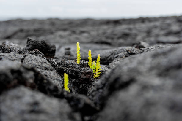 Stunning close-up view of fresh plant shoots growing out of a recent Kilauea lava eruption field near the town of Kalapana on the Big Island of Hawaii, USA. The eruption destroyed several houses. stock photo
