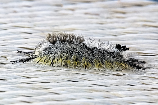 A macro view of a Variable Tussock Moth Caterpillar.