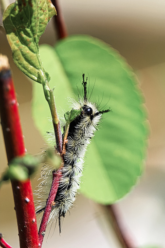 Closeup of a tussock moth caterpillar eating a leaf.