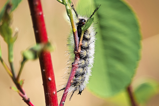 A closeup of a tussock moth caterpillar crawling on a branch.
