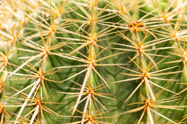 istock Close up cactus texture detail 1096289720