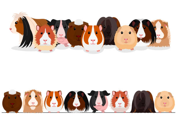 ilustraciones, imágenes clip art, dibujos animados e iconos de stock de sistema del frontera de conejillos de indias - perro peruano