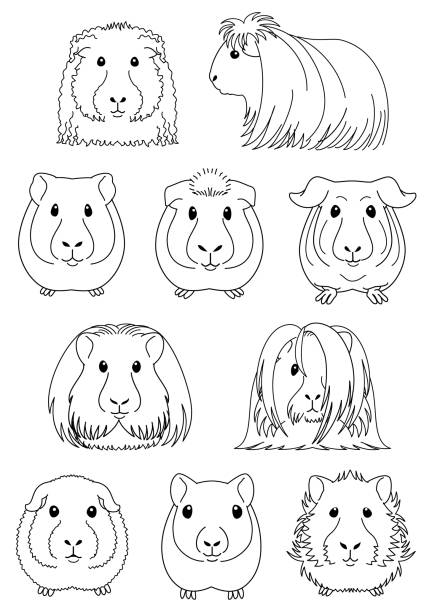 ilustraciones, imágenes clip art, dibujos animados e iconos de stock de conjunto de arte de línea de conejillo de indias - perro peruano
