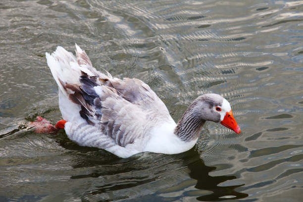 istock Red nose duck swimming at lake 1096289996