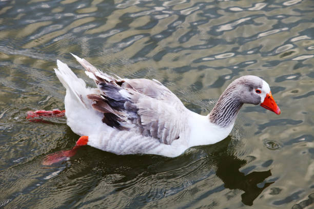 istock Red nose duck swimming at lake 1096290090