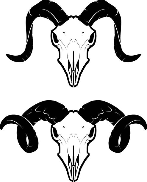 illustrazioni stock, clip art, cartoni animati e icone di tendenza di skull ram front set - goat skull