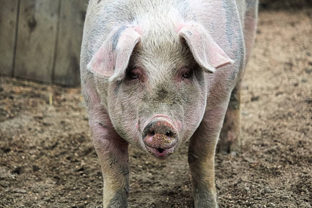istock Portrait of a pink pig looking forward 1096290332