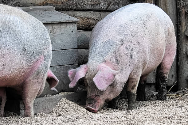 istock Two pigs eating grain on the ground 1096290334