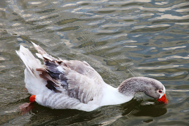 istock Red nose duck swimming at lake 1096291468