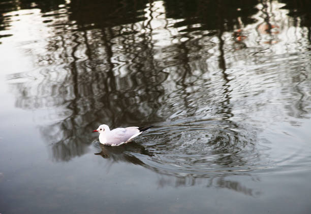 Red nose duck swimming at lake in Istanbul, Turkey.