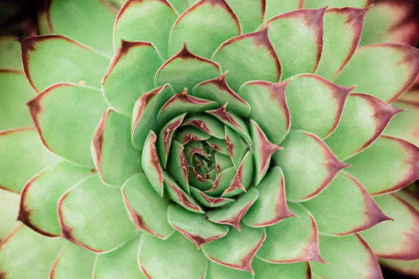 istock Macro shot of a succulent plant 1096292548