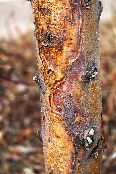 Acer griseum, the Paperbark maple, in winter.