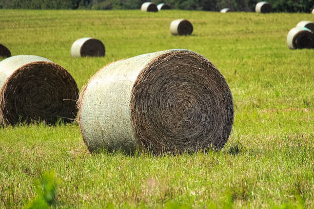 istock Hay bales sitting in a field during the summer 1096293226