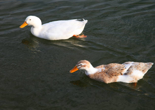 istock Red nose duck swimming at lake 1096293292