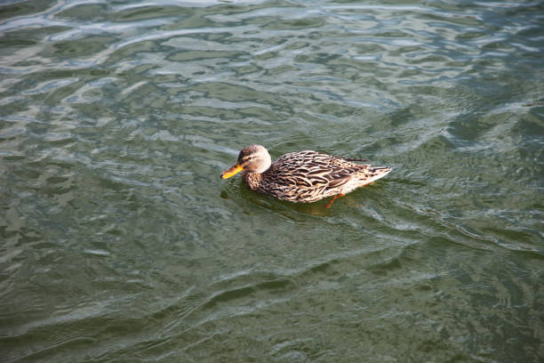 istock Brown duck swimming at lake 1096294004