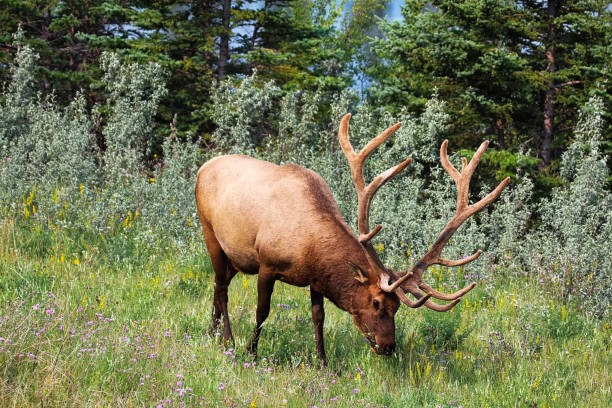 istock A large bull elk grazes on grass 1096294332