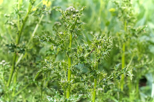 Closeup of the stems and leaves of Canada Thistle.
