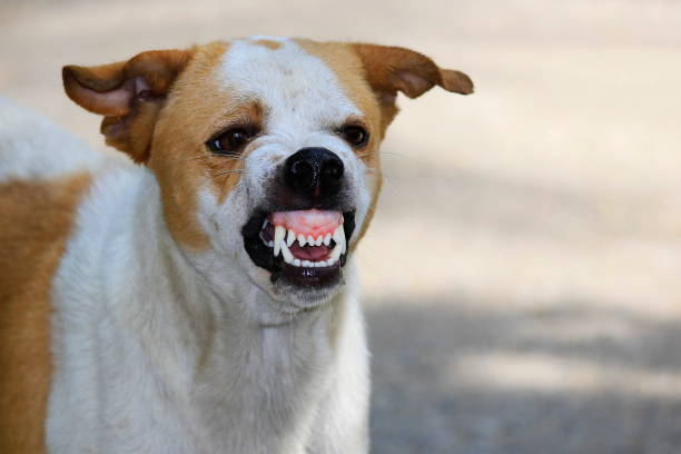istock The ferocious dog saw terrifying teeth and chewing. 1096302752