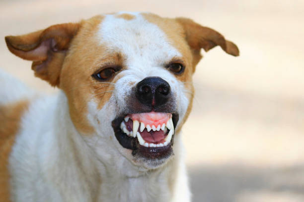 Beautiful portrait of a crossbreed dog, portugal