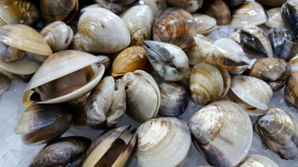 istock Closeup of the clams 1096319664