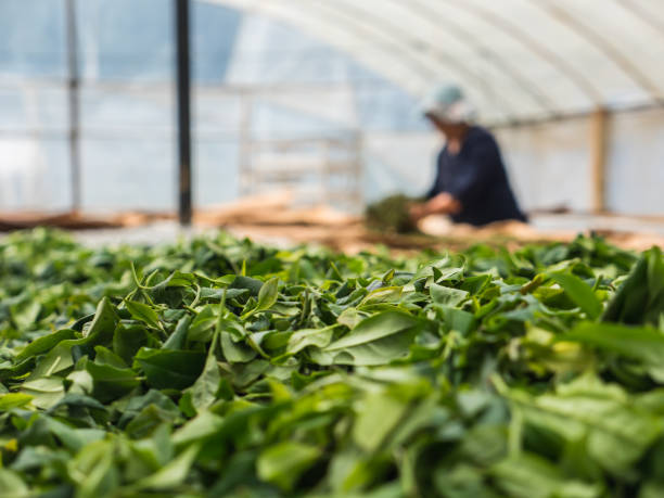 Tea leaves stock photo