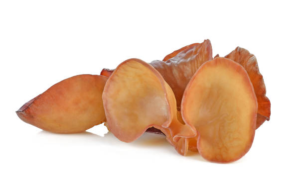 istock black fungus,Jew's Ear Mushroom (Auricularia auricula Judae) 1096337228