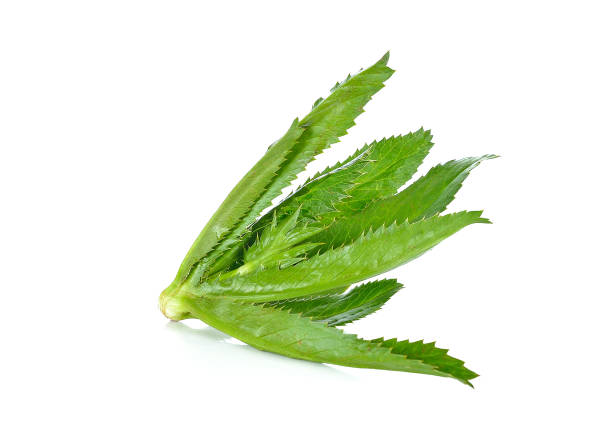 istock Culantro , Parsley and Spring onion isolated on white background 1096339208