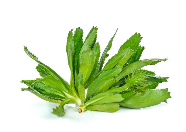 culantro, perejil y cebolleta aislado sobre fondo blanco - long coriander fotografías e imágenes de stock