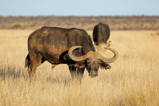 istock African buffalo in grassland 1096339780