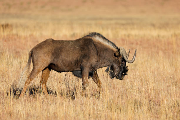 istock Black wildebeest in grassland 1096339790