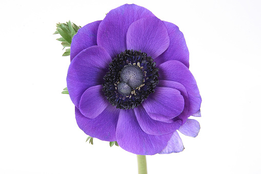 View of a purple anemone flower in meadow.