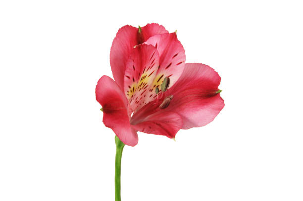 istock Pink alstroemeria flower on white background. 1096344444
