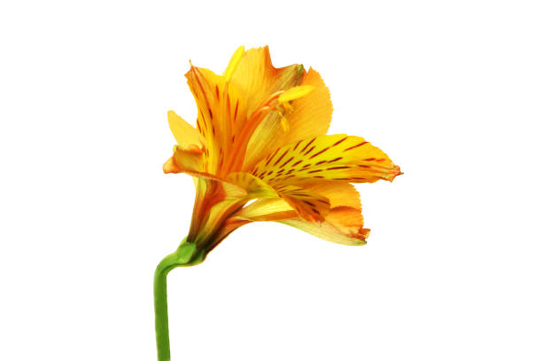 istock Alstroemeria flower on white background. 1096344464