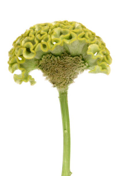 istock Green cockscomb flower on white background. 1096344466