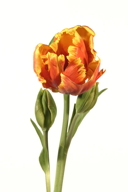 istock Orange variegated tulip flower on white background. 1096344504