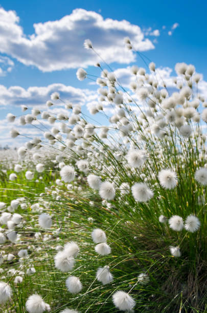 blooming arctic cotton - cotton grass sedge grass nature imagens e fotografias de stock