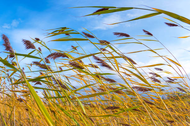 istock Autumn landscape with reed plant 1096345810