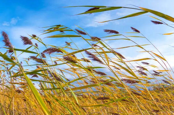 Photo of Autumn landscape with reed plant