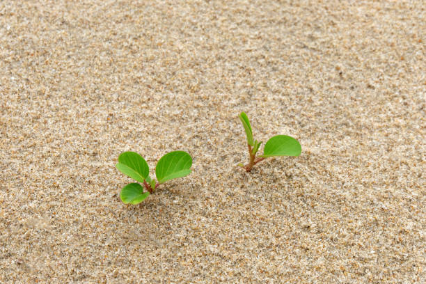 istock green plant on the beach with copy space. 1096354442
