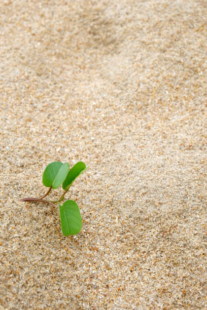 istock green plant on the beach with copy space. 1096354816