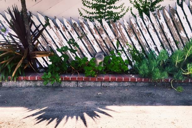 istock Wood fence, plants and shadows 1096354822