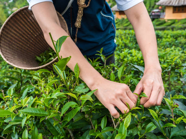 plantation de thé - tea crop plantation tea leaves farmer photos et images de collection